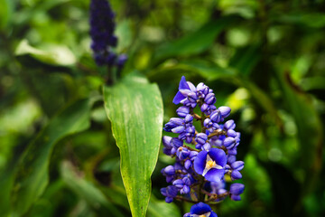 Dichorisandra thyrsiflora, blue ginger, tropical flowering plant with green leaves.