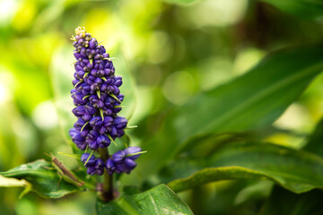 Dichorisandra thyrsiflora, blue ginger, tropical flowering plant with green leaves.