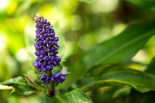 Dichorisandra thyrsiflora, blue ginger, tropical flowering plant with green leaves.