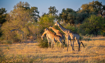 giraffe is a large African hoofed mammal belonging to the genus Giraffa