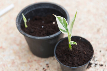 Little of Musa Frorida Variegated in the pot     