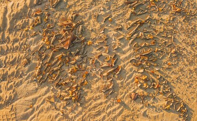 Dry leaves and sand dunes texture abstract background.