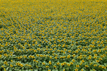 Champ de tournesol vue aérienne