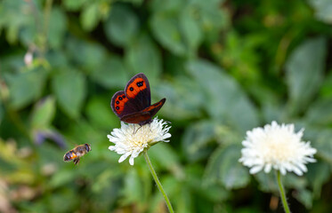 brown butterfly on white flower, 
Scotch argus, Erebia aethiops