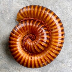 a millipede curling up into a spiral. Millipedes often curl up in this way as a defensive behavior...