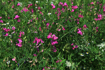 In summer, Lathyrus tuberosus grows among the grasses in the field