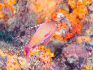 イボヤギ（ソフトコーラル）他が生えるドロップオフのキンギョハナダイ（ハナダイ亜科）ソラスズメダイ（スズメダイ科）他群れ
静岡県伊豆半島賀茂郡南伊豆町中木ヒリゾ浜-2024年6月
英名、学名：Sea Goldie,Pseudanthias squamipinnis,
Heavenly Damselfish,Pomacentrus coelestis,
Sergeant Major, 