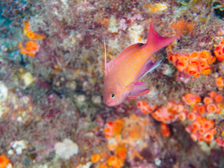 イボヤギ（ソフトコーラル）他が生えるドロップオフのキンギョハナダイ（ハナダイ亜科）ソラスズメダイ（スズメダイ科）他群れ
静岡県伊豆半島賀茂郡南伊豆町中木ヒリゾ浜-2024年6月
英名、学名：Sea Goldie,Pseudanthias squamipinnis,
Heavenly Damselfish,Pomacentrus coelestis,
Sergeant Major, 