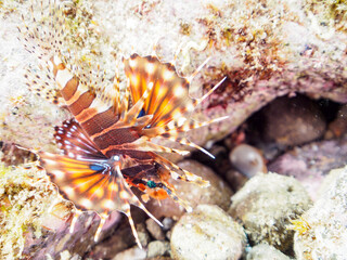 広げた羽根が美しいキリンミノ（フサカサゴ科）の幼魚。
英名、学名：Zebra turkeyfish (Dendrochirus zebra) 

静岡県伊豆半島賀茂郡南伊豆町中木ヒリゾ浜-2024年8月
