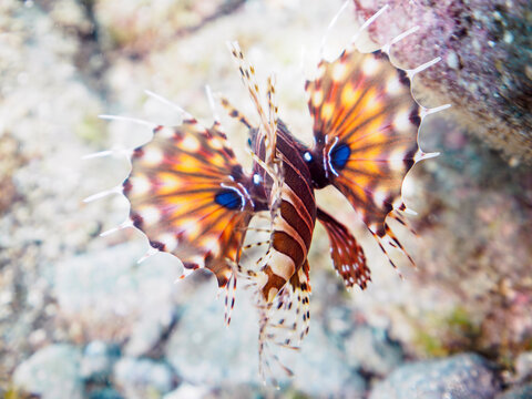 広げた羽根が美しいキリンミノ（フサカサゴ科）の幼魚。
英名、学名：Zebra turkeyfish (Dendrochirus zebra) 

静岡県伊豆半島賀茂郡南伊豆町中木ヒリゾ浜-2024年8月
