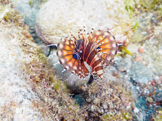 広げた羽根が美しいキリンミノ（フサカサゴ科）の幼魚。
英名、学名：Zebra turkeyfish (Dendrochirus zebra) 

静岡県伊豆半島賀茂郡南伊豆町中木ヒリゾ浜-2024年8月

