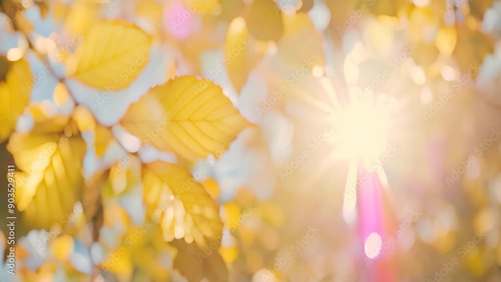 Poster sunlight streams through vibrant autumn leaves on a tree, sunlight filtering through a canopy of aut
