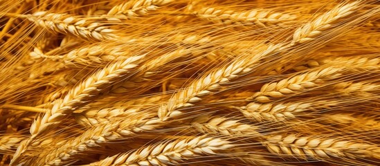 Golden Wheat Stalks: A Harvest Close-Up