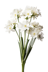 Beautiful white flower isolated on transparent background.