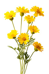 Beautiful yellow flower isolated on transparent background.