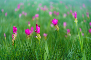 Curcuma alismatifolia flower in Siamese Tulip field at Sai Thong National Park, Chaiyaphum, Thailand.