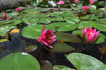 Water lily plant nymphaea candida on the lake