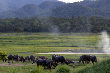 A set of images of Thai buffalo which nowadays are becoming less and less and there is a beautiful...