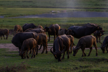 A set of images of Thai buffalo which nowadays are becoming less and less and there is a beautiful...