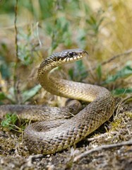 Obraz premium close up and selective focus side view of rat snake on head, the snake crawls on the dry twigs, reptiles on the tree branches.
