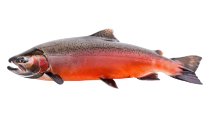 Salmon fish on transparent background