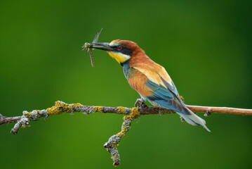 European bee eater ( Merops apiaster )