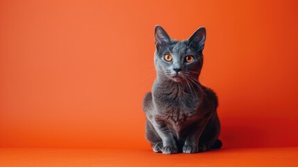 A Gray Cat Sitting on an Orange Background