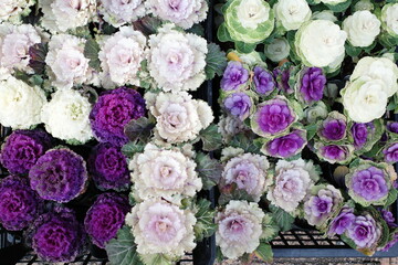 bouquet of flower