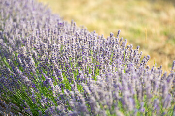 Obraz premium Close-up of a lavender plant in the Pyrenees in Catalonia