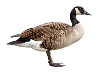 Isolated Canada Goose Standing on One Leg