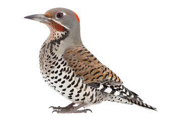 Fototapeta premium Northern Flicker Bird isolated