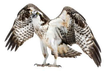 Osprey with Wings Spread, isolated