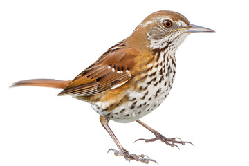 Fototapeta premium Brown Thrasher Bird isolated