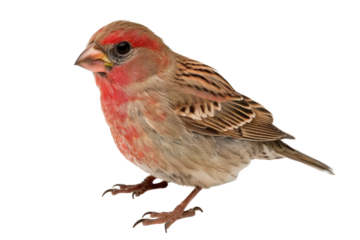 House Finch Bird Close-Up