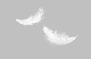 Obraz premium Abstract White Bird Feathers Falling in The Air. Floating Freely, Peace. Softness of Floating Feathers. Feather on Gray Background.