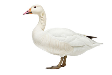 Fototapeta premium White Goose isolated
