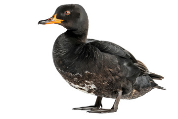 Obraz premium Black Duck with White Spots Standing isolated
