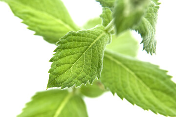 Close-up of fresh spearmint leaves or common mint, isolated on a white background
