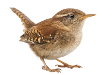 Cute Little Brown Wren Bird