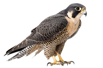 Obraz premium Peregrine Falcon Portrait isolated
