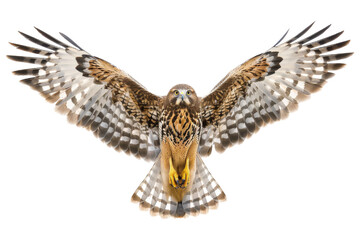 Fototapeta premium Hawk With Wings Spread