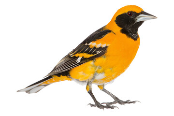 Baltimore Oriole Bird Close Up