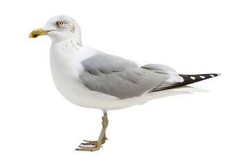 Obraz premium Seagull Standing on One Leg