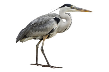 Fototapeta premium Grey Heron Standing isolated