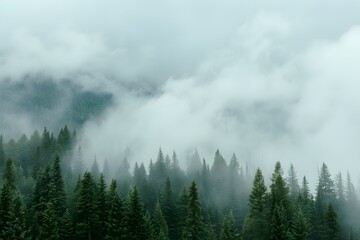 Serene forest landscape enveloped in misty clouds and towering pine trees.