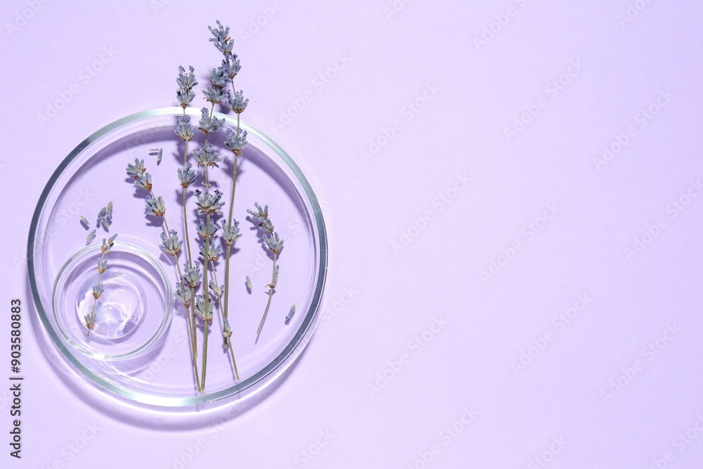 Poster Petri dishes with lavender flowers and gel on violet background, top view. Space for text