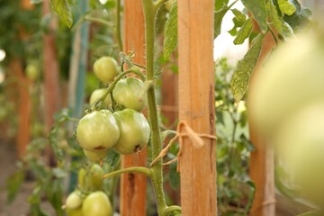 Unripe tomatoes growing in greenhouse, closeup. Vegetable garden