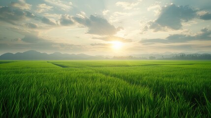 Fototapeta premium Green rice field backdrop