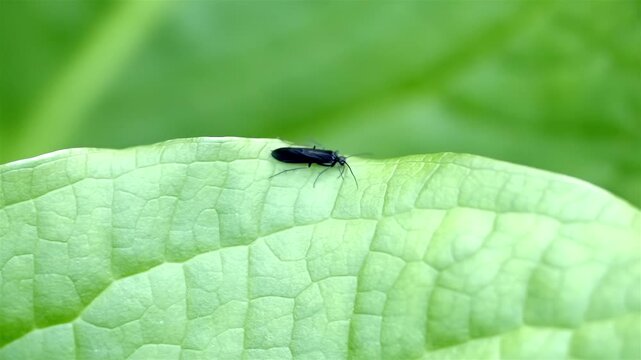 Black rolled-winged stonefly walks along the edge of a green leaf, with the camera following it. The vibrant microcosm of insect life is momentarily still, highlighting stonefly&rsquo;s solitary journey.
