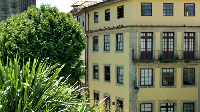 Some plants waving in the wind with a yellow building in the background in Porto, Portugal.